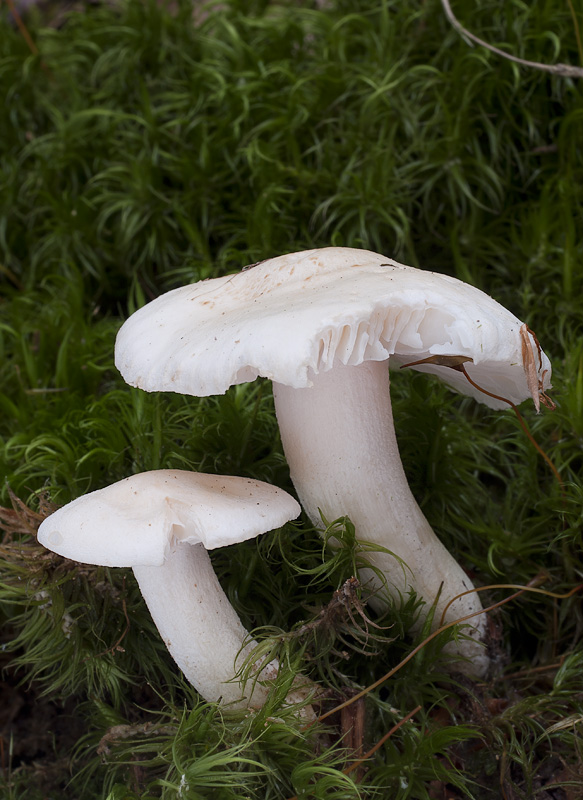 Hygrophorus penarius